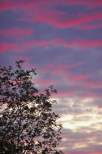 Silhouette of a tree at sunset