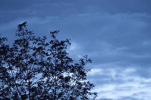 Silhouette of tree