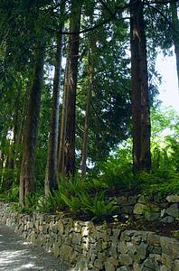 Lush forest and trees