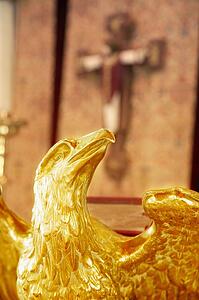 Golden Eagle (Aquila)