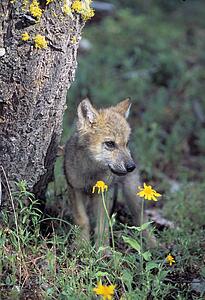 Wolf pup next to tree