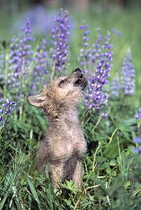 Wolf Pup howling