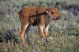 Bison calf