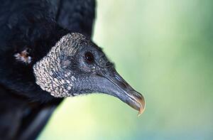 Black vulture face