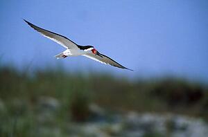 Black skimmer in flight