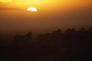 Herd of zebras at sunrise