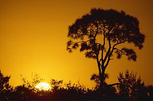 Pine tree silhouette, sunrise