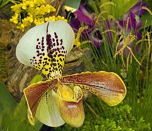 Orchid paphiopedilum
