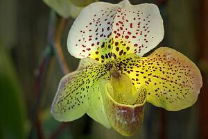 Orchid paphiopedilum