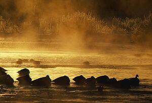 Silhouetted snow geese sleeping on misty water