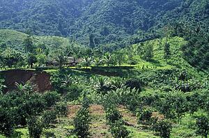 New orchard growth replacing tropical forest