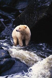 Bear standing in rocky stream