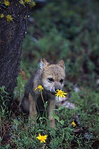 Wolf puppy sniffing yellow flower