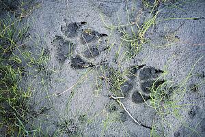 Wolf tracks in the mud