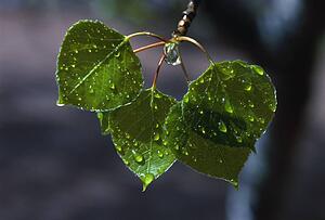 Raindrops on aspen leaves