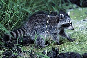 Raccoon