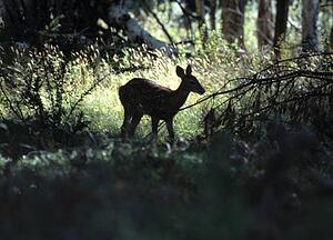 Single fawn in forest