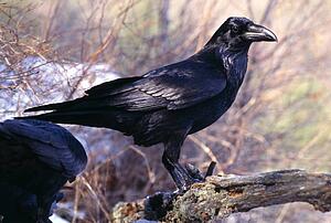 Common Raven