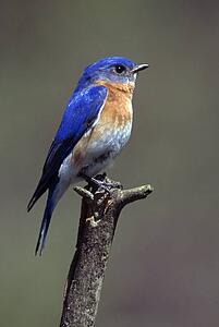 Small Blue Bird
