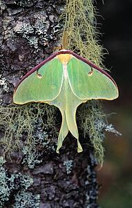 Male luna moth on moss and lichen-covered tree