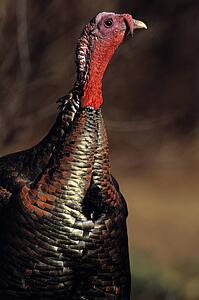 Eastern turkey tom
