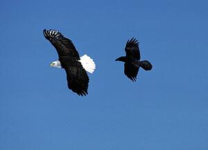 Bald Eagle and Raven in flight