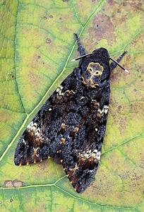 Moth resting on a leaf