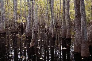 Trees in a swamp