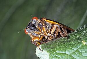 Closeup of a bug on a leaf
