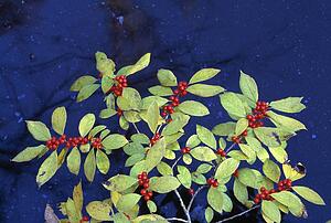 Red berries on a branch