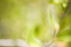 Green leaves background