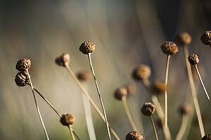 Dry whimsical plant in desert