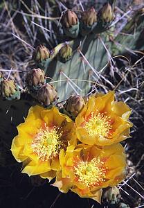 Pear cactus in bloom