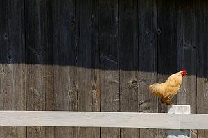 Rooster on fence