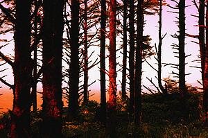 Sunset through the forest trees