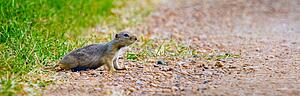 Gopher crossing the road cautiously