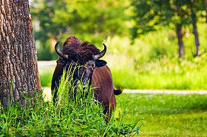 Bison hiding behind grasses