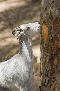 Goat Eating Bark of Tree