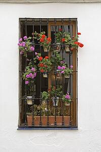 Outside window with flower pots