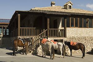 Horses for hire