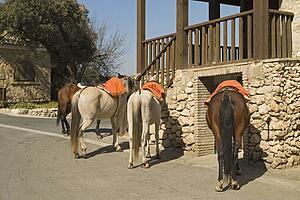 Horses for hire