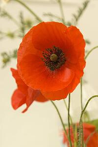 Red Poppies