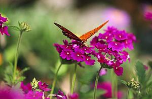 Butterfly on flower blossoms