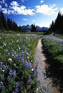 Beautiful wildflowers in a grassy meadow