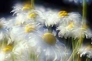 Daisies
