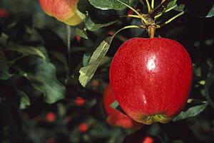 Apple hanging on tree