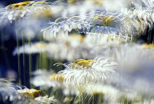 Daisies with blur