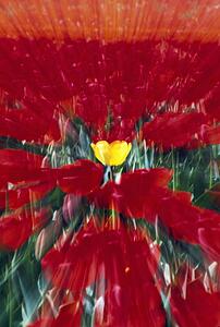 Tulip field zoom effect