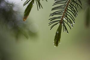 Raindrops at the tips of pine needles