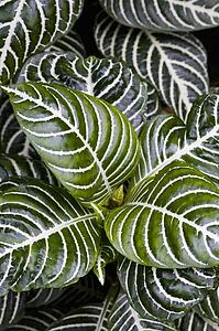 Leaves